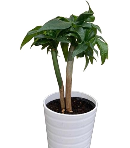 Amazon｜ハンカチの木 ダビデア 実生苗 樹高20cm30㎝ 2ポット｜観葉