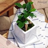(観葉)ガジュマル 陶器鉢植え ダイスS(1鉢)(受け皿付) 本州・四国限定[生体]