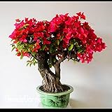 損失プロモーション！100 PCS /バッグレッドブーゲンビリアをSpectabilisの種子多年生盆栽植物の種子ブーゲンビリアの花の種子、＃のMBVTF6