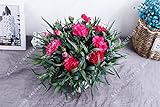 100pcs / bag様々なカーネーション種子Dianthus CaryophyIIus屋内バルコニー植栽種子100Carnations5