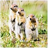 CT _ 87544 Danita Delimont – Wildlife – ホッキョクジリス野生生物、Arctic NWR、アラスカ – us02 jgs0013 – Jim Goldstein 