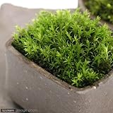 (観葉/苔)私の小さな苔盆栽 ～益子焼の苔仕立て その四～ 本州・四国限定[生体]