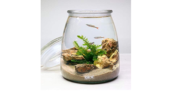 ｇｅｘ ボトルアクアリウム ミルク 砂漠のオアシス アカヒレｖｅｒ 本州四国限定 Charm チャーム 生体水草 通販 Amazon