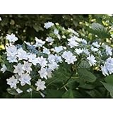 アジサイ(紫陽花) スミダハナビ(墨田の花火) 八重咲き 四季咲性 植木 苗木