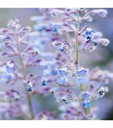 Amazon.co.jp: 宿根草 源平小菊 9cmポット エリゲロン げんぺいこ