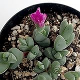 多肉植物ランプランサス・ヘキギョレン2.5号ポット[碧魚蓮 マキシミリアニ] ノーブランド品