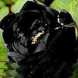 10PC black peony seeds. The most beautiful and fragrant flower garden seeds. Potted ornamental flowe