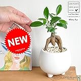 LAND PLANTS 精霊の樹 がじゅまる 足付丸型小鉢