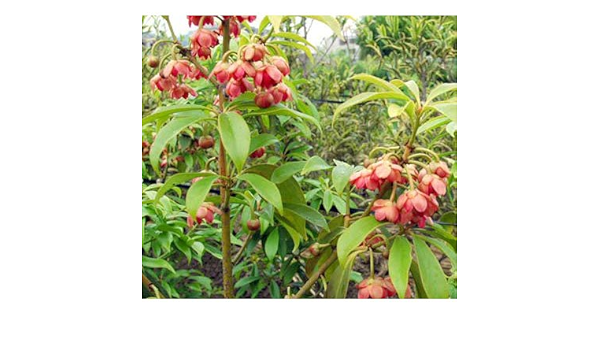 Amazon Co Jp イリシウム ヘンリー樹高1ｍ根巻き 紅色の花が楽しめるシキミの仲間 丈夫な常緑低木 Diy 工具 ガーデン