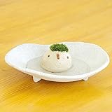 苔盆栽 モスモス モスコトリ 白 受け皿（白色）セット