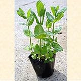 アップルミント 10ポットセット ハーブ ハッカ