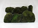 【 翔美苑 】 ホソウリゴケ( パック入り )