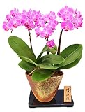 胡蝶蘭 花鉢 信楽焼鉢入り 3本立ち