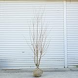 庭木：桂の木（カツラの木）*　限定10本！　樹高：約150ｃｍ　　佐川急便