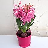 ヒヤシンス：ピンクパール3球植え4号ポット 2個セット[冬に咲く香り高いヒヤシンス！] ノーブランド品