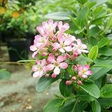 エスカロニア：ピンクエル6号ポット[初夏にピンクの花を咲かせる常緑低木] ノーブランド品