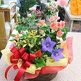 季節の鉢植え 寄せ鉢ギフトＭ　3から4種類の鉢花や観葉植物をかごにおまかせアレンジ　お祝い　誕生日プレゼント