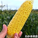 【とうもろこし】青森県弘前市岩木山嶽高原の嶽きみ(だけきみ)サイズL‐2L混合12本入れ(滝吉...