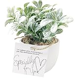 Parfait 大人のインテリアフェイクグリーン 光触媒 ホワイトウォッシュボックスウッド