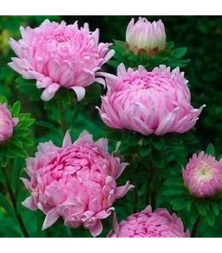 Amazon.co.jp: 種 花たね 夏咲福寿草 1袋(2000mg) / 国華園 26年春商品