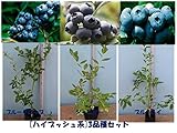 [おすすめ]人気のハイブッシュ系ブルーベリー苗木3品種セット：ブルーレイxブルークロップxジャージー直径13.5cmポット３年生樹高0.5m前後