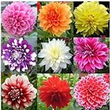30 seeds/pack Mixed Colors Dahlias Seeds For DIY Home Garden