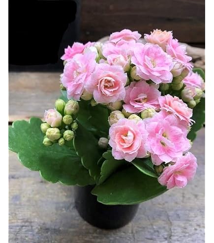 Amazon.co.jp: 多肉植物 カランコエhyb. 希少7種 抜き苗 小苗 1