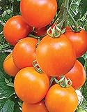 オレンジトマト種子Kolyadnik後期ウクライナ家宝NON-GMO