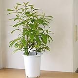 ハーブ　レモンマートル 4号サイズ