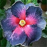 発売中！！！花の鉢植え用の200pcsのハイビスカスの種16kinds HIBISCUS ROSA-シネンシスフラワー種子ハイビスカスの木の種子