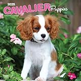 2025年 子犬のキャバリア カレンダー/ブラウントラウト 30.5 x 61 cm (Cavalier King Charles Spaniel Puppies Calendar)