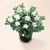 母の日 ギフト 花 ガーデニア 鉢植え 限定 母の日のプレゼント ランキング 人気商品 留守時花枯れ補償付き おしゃれ もらって うれしい メッセージ カード 付 全国配送