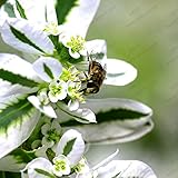 1プロフェッショナルパック（10個/ロット）シルバーmarginata種子鉢植えの観葉植物の花の種のハツユキソウ