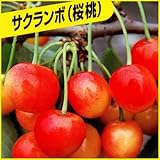 さくらんぼ苗木 佐藤錦 接木１年生苗