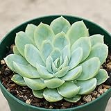 エレガンス 7.5cmポット エケベリア Echeveria elegans 月影 福岡県産 多肉植物 多肉 観葉植物 インテリアグリーン 寄せ植えに