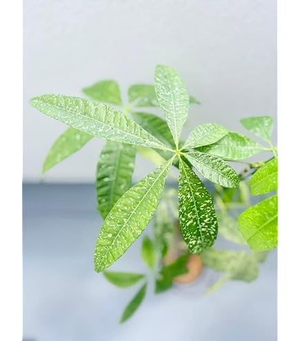 【激レア✨️】実生！二又！パキラ ミント斑 Amazon｜実生二又パキラ ミント斑｜観葉植物 オンライン通販