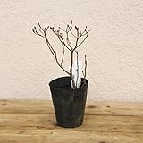 鉢植えにむく矮性ドウダンツツジ！苗:つくもどうだんつつじ（ツクモドウダンツツジ）小苗