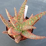 多肉植物：アロエ　フラミンゴ*9ｃｍ