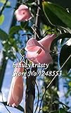 New Rare 50 Pcs / bag Chilean Bellflower (Lapageria rosea) Seeds ,evergreen, lasting , part shade ,D