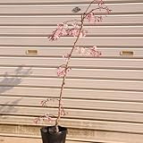 庭木：仙台しだれ桜　（八重しだれ桜）