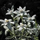 【山野草】大平ウスユキソウ