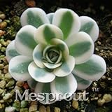 Best-Sellingrare Succulents Seeds Orostachys.Iwarenge, Cactus Seeds, Rare Flower Cactus,About 100PCS