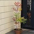 厄除け・縁起良しの庭木：紅白南天(特選品） 鉢植え！ 全高：約90-100ｃｍ 佐川急便発送