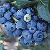 [ハイブッシュ系]ブルーベリー：おおつぶ星4.5号ポット[群馬県オリジナル品種][苗木]