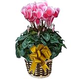 【 発送中 】 さかもと園芸　達人のシクラメン　【 パステルピンクレハール 】　花鉢植え　ギフト　プレゼント　贈答品　クリスマス　お歳暮