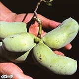 国華園　果樹苗　ポポー　テイラー　1株【※発送が国華園からの場合のみ正規品です】