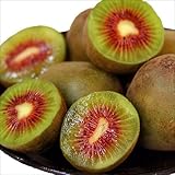 国華園　果樹苗　キウイ　選抜紅妃(メス木)　1株【※発送が国華園からの場合のみ正規品です】