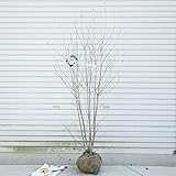 送料無料！　特選庭木：ヤマボウシ（白花）*　樹高：約150ｃｍ　全高170ｃｍ　佐川急便商品発送