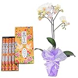 鳩居堂のお線香 いかるが ミディ胡蝶蘭 1本立ち リトルスノウ 白色 陶器鉢 お供えラッピング セット
