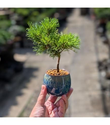 Amazon.co.jp: 盆栽：黒松（モダン陶器鉢 ）*苔と砂付き くろ